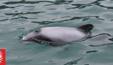 Fine for unreported Hector's dolphin death reveals toothless system, conservation group says