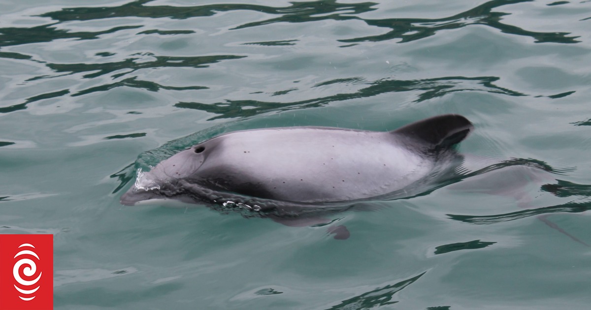 Fine for unreported Hector's dolphin death reveals toothless system, conservation group says