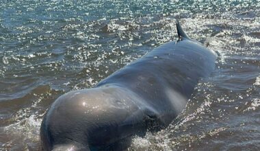 Rare Shepherd’s beaked whale washed up dead at Auckland beach being moved amid toxic hazard fears
