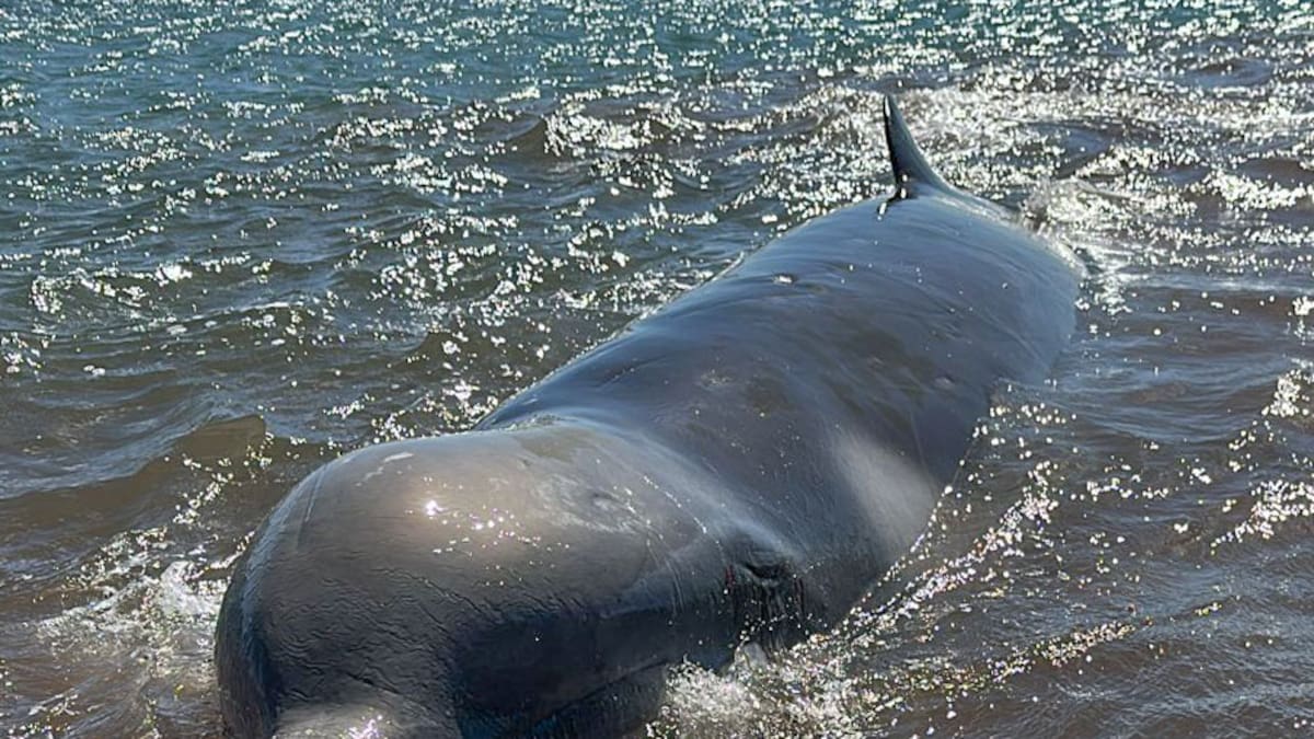 Rare Shepherd’s beaked whale washed up dead at Auckland beach being moved amid toxic hazard fears