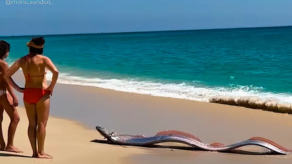 Giant oarfish strand on Cabo San Lucas beach, prompting rescue effort