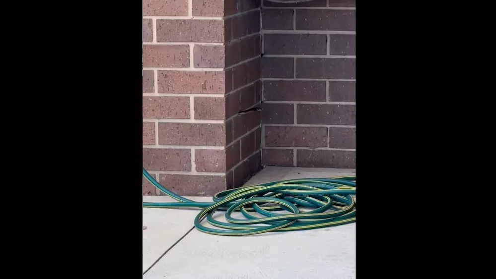 Red-bellied black snake freezes in place – can you spot the reptile?