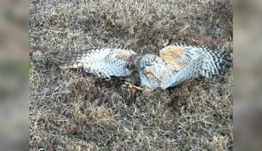 Rescuer Stops To Help A Hawk On The Ground — And Finds Something Around His Neck