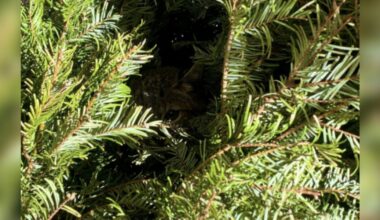 Gardener Locks Eyes With Emaciated Wild Baby In Desperate Need Of Help