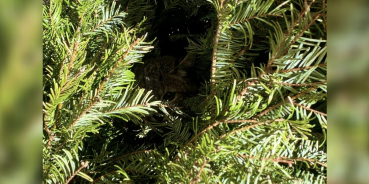 Gardener Locks Eyes With Emaciated Wild Baby In Desperate Need Of Help