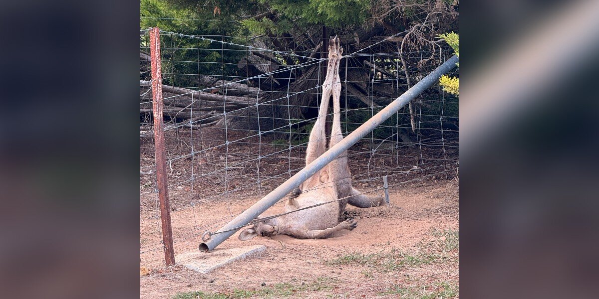 Driver Sees Huge Animal Trapped Upside Down In Fence And Screeches To A Stop