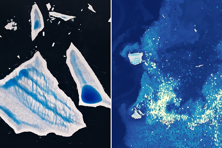Ailing "Megaberg" Sparks Surge of Microscopic Life
