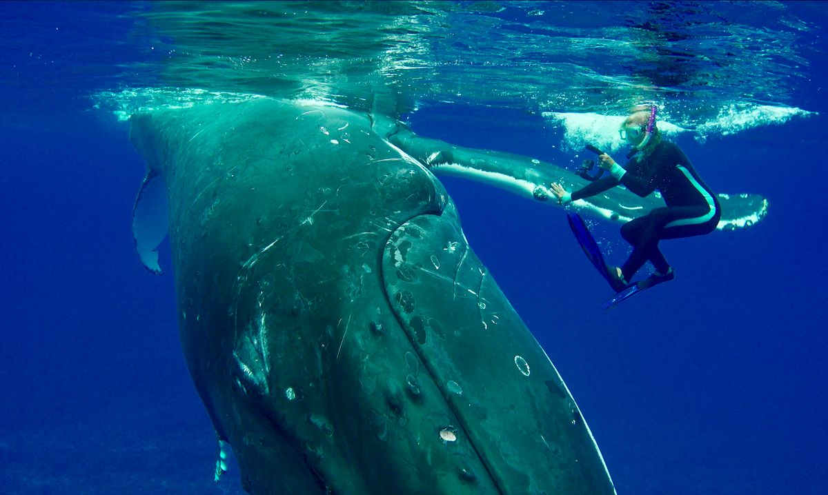 The whale pushes the snorkeler from the shark in the amazing video