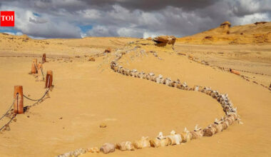 How did whales end up in a desert? Egypt’s 40-million-year-old ‘Valley of the Whales’ reveals the answer | World News