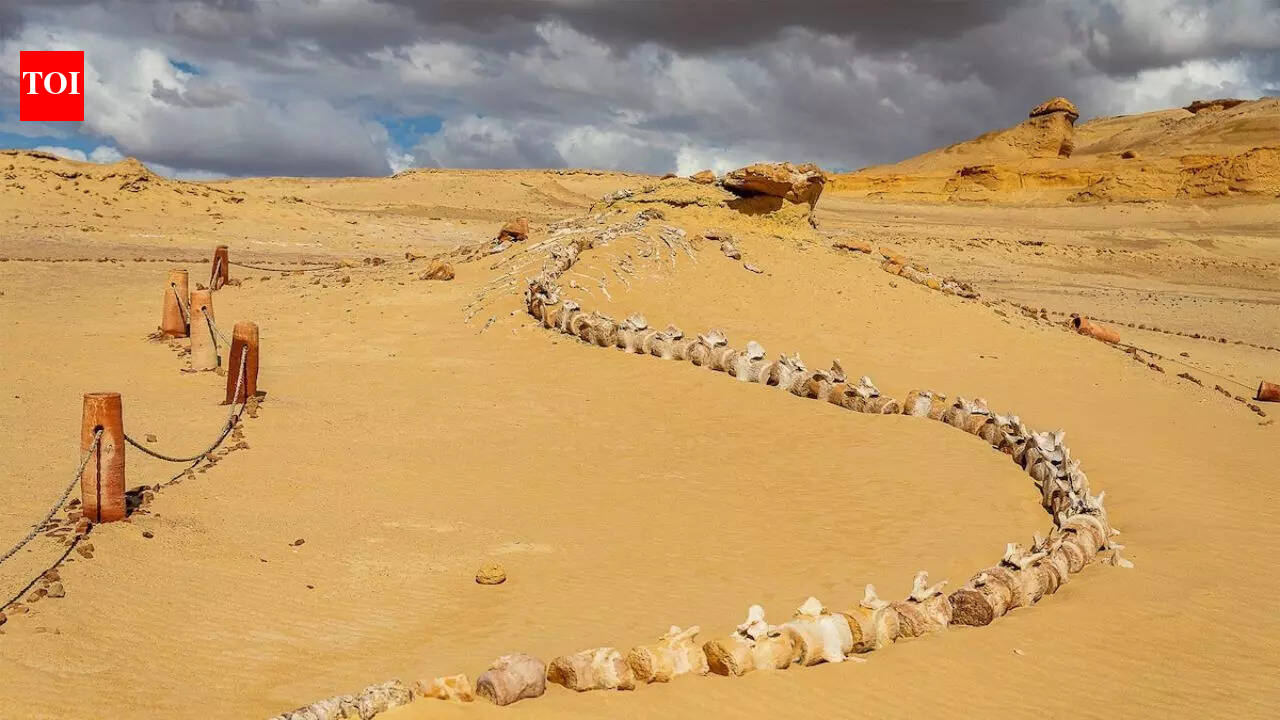How did whales end up in a desert? Egypt’s 40-million-year-old ‘Valley of the Whales’ reveals the answer | World News