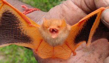 U.S.' hunger for Halloween trinkets is killing Vietnam's painted woolly bats