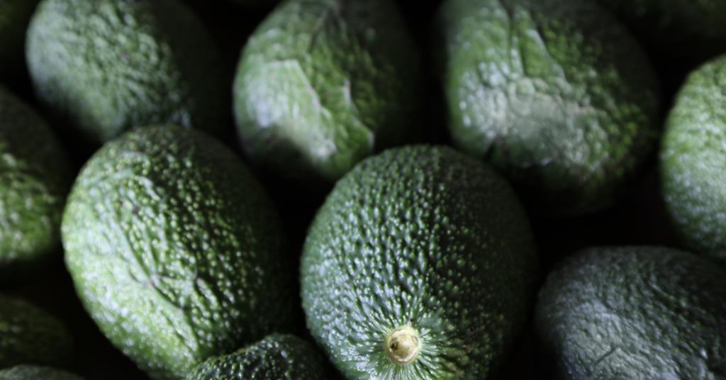 New Zealand avocados find growth in Asia | News