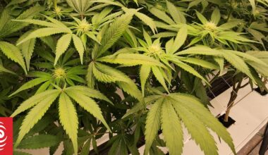 Medicinal cannabis company Helius Therapeutics shuts down