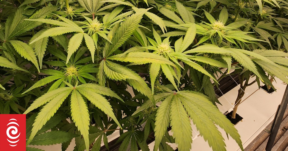 Medicinal cannabis company Helius Therapeutics shuts down