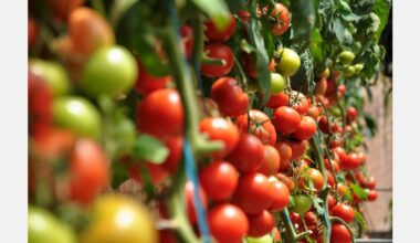 2026 New Zealand Horticulture Conference to be held in Wellington in July