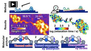 Researchers capture thermal fluctuations in polymer segments for the first time