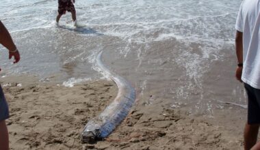 Myth or omen: 2 ‘doomsday fish’ spotted near Mexico beach, why the rare sighting is going viral