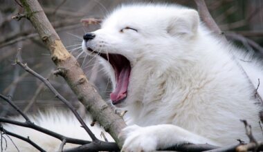 12 Arctic Animals That Stay Warm (and Adorable) in Subzero Temperatures