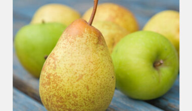 Warm, dry weather lifts New Zealand apple and pear harvest productivity