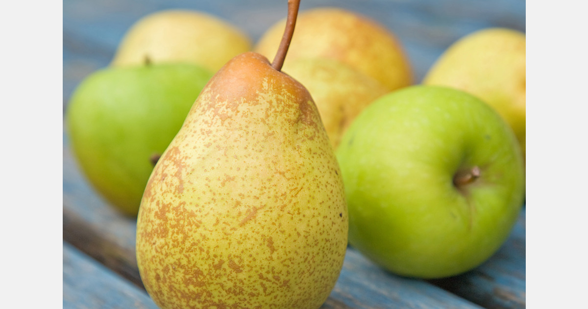 Warm, dry weather lifts New Zealand apple and pear harvest productivity