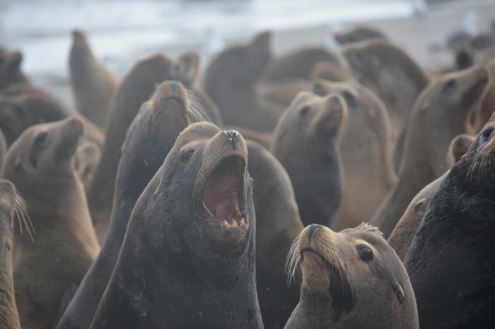 Sea lions