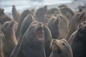 Seals and sea lions provide clues to evolution of vocalization
