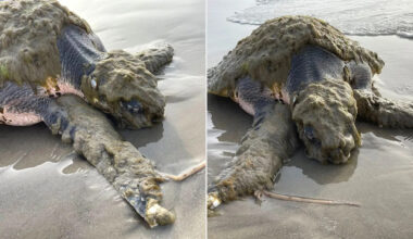 One of the World's Rarest Turtles Washes Up in Texas, Covered in Living Organisms and in Desperate Need of Help