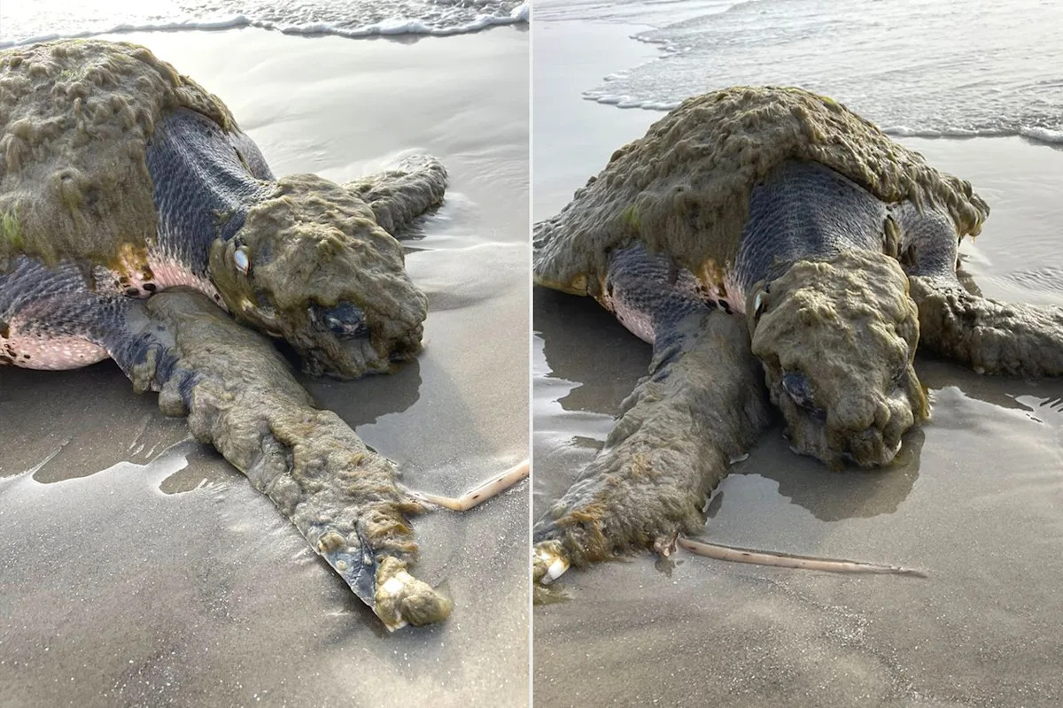 One of the World's Rarest Turtles Washes Up in Texas, Covered in Living Organisms and in Desperate Need of Help