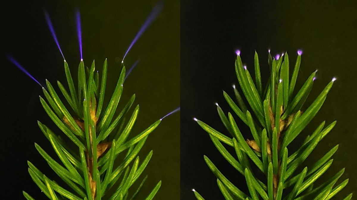 Trees Seen Emitting a Ghostly Light During a Thunderstorm For The First Time