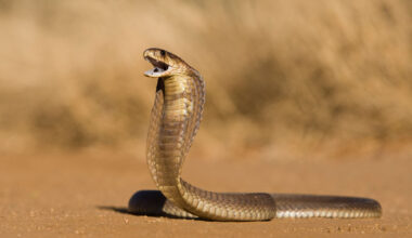 Scientists discover how snakes stand upright without limbs