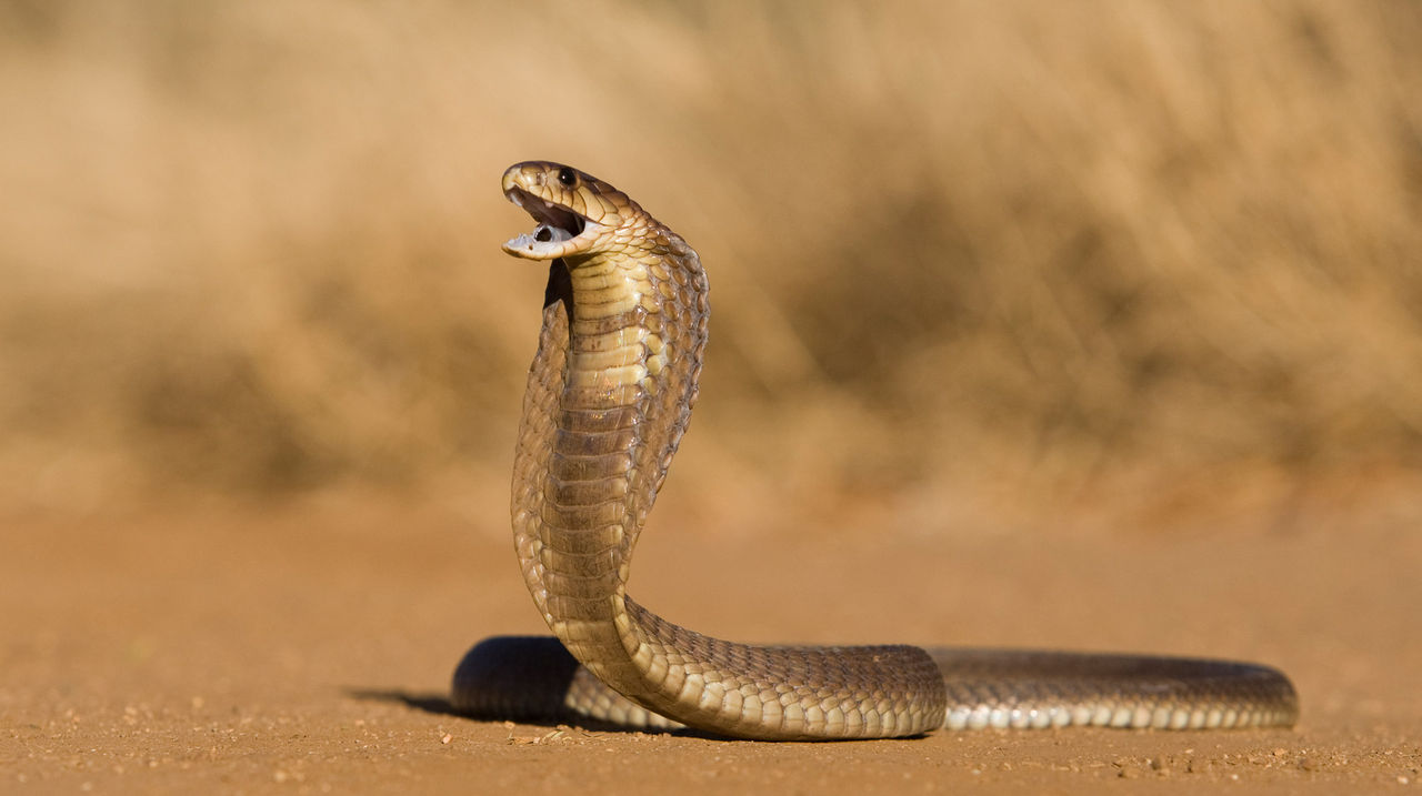 Scientists discover how snakes stand upright without limbs