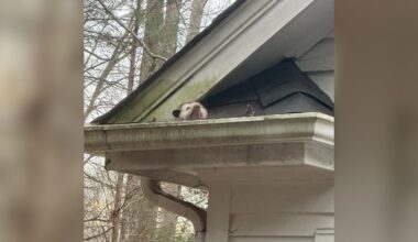 Homeowners Find An Opossum Stuck In Their Roof — Then Save An Entire Family