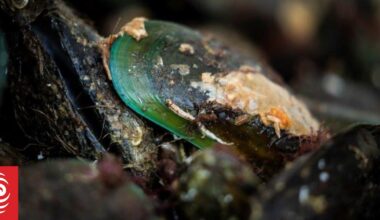 Fish processor Ikana New Zealand fined $20,000 for nine biosecurity offences