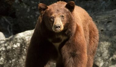 Black bear in California