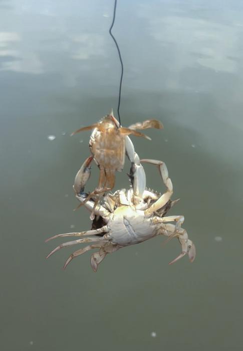 Crab Cannibalism close-up