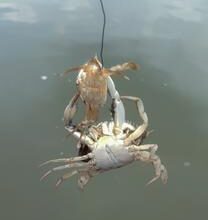 Cannibalism takes major bite out of young blue crabs, but the shallows offer a refuge