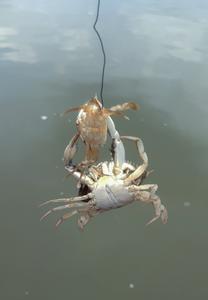 Cannibalism takes major bite out of young blue crabs, but the shallows offer a refuge