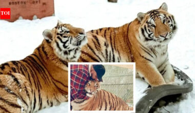 Zohaib Masood Tiger Sanctuary: Canada man asked to remove two tigers from residential property, he says 'we know their personalities'