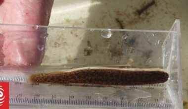 Mudfish pulls off last-minute upset to claim Fish of the Year 2026