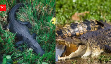 The only place on Earth where crocodiles and alligators live together |