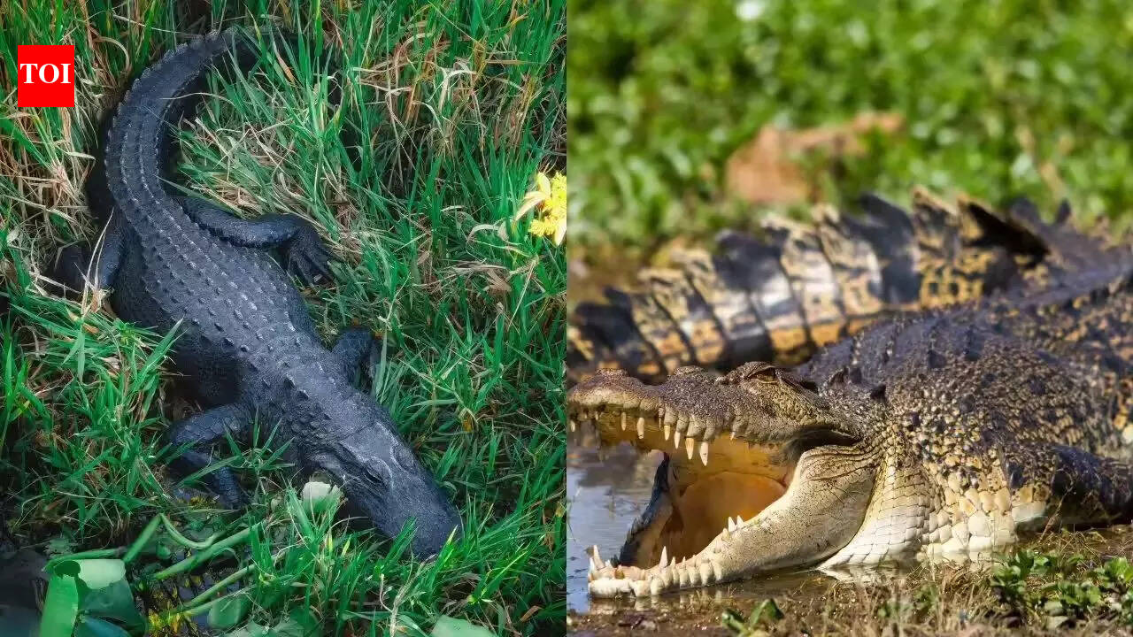 The only place on Earth where crocodiles and alligators live together |