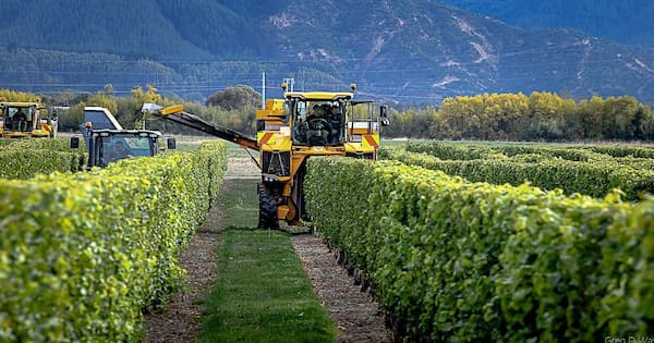 Theatre's accountant goes off-script with 'dire' wine predictions