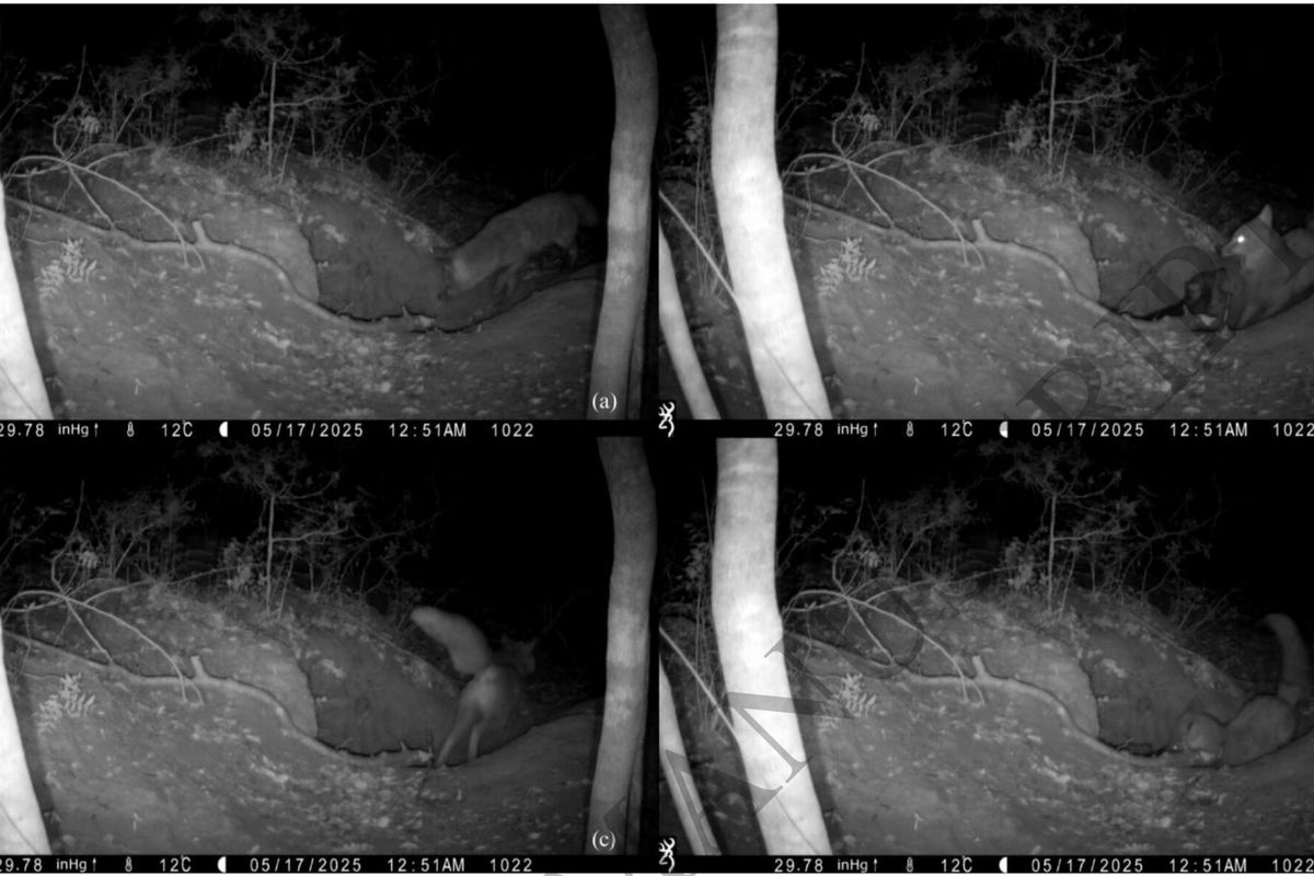 Video shows fox hunting wolf in first documented case of its kind