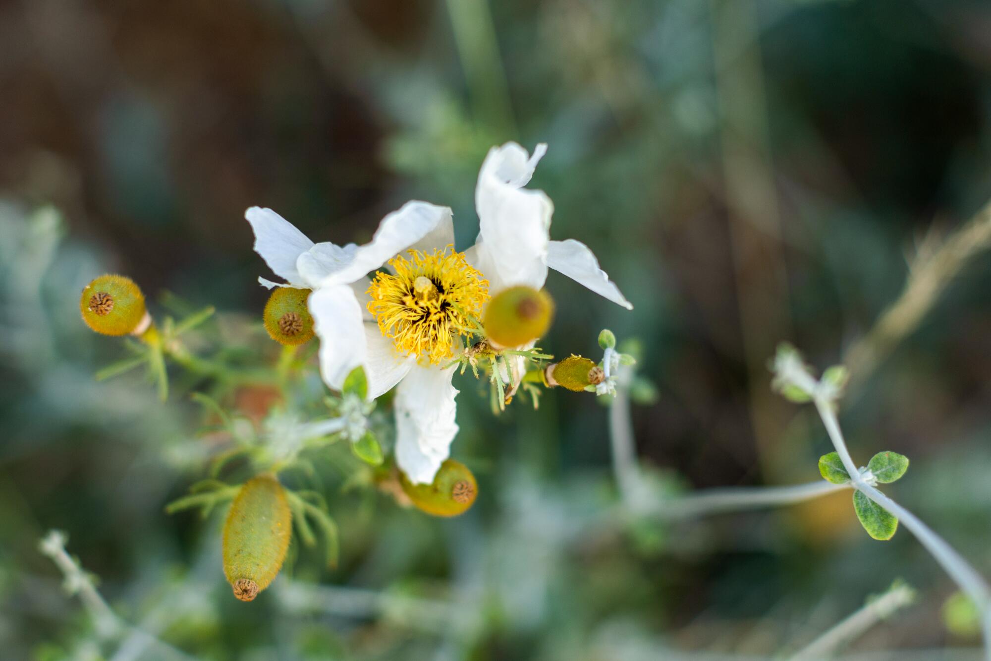 Matilija poppy grows in Eric Augusztiny's drought-tolerant front yard. 