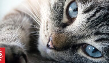 Kangaroo Island considers introducing 'last cat policy' in bid to eradicate feral cats