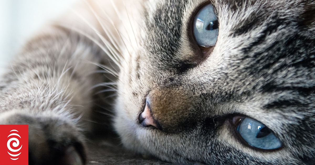 Kangaroo Island considers introducing 'last cat policy' in bid to eradicate feral cats