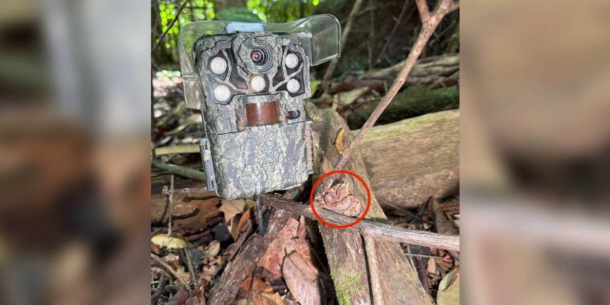 Guy Goes To Fix Trail Camera — And Almost Ends Up In ER With A Rare Bite