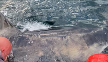 Nearly 1,400-pound great white shark pings near Gulf Coast amid spring breakers