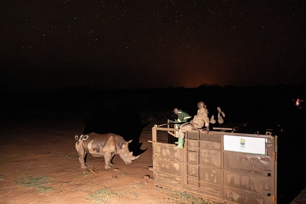 A southern white rhinoceros stands outside a transportation crate at Kidepo Valley National Park, after being relocated from a private ranch in Uganda, Tuesday, March 17, 2026. (AP Photo/Moses Dipak)