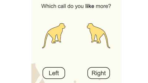 Image showing the online format seen by people taking part in the experiment. Two monkeys are shown and the participant is asked to choose which monkey sounds better